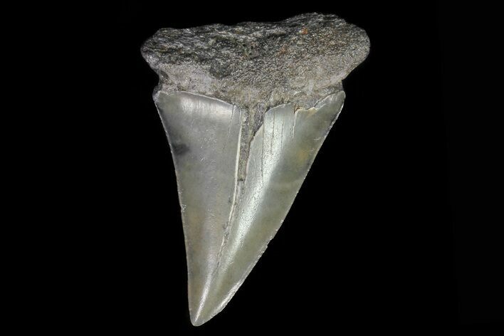 Fossil Mako Shark Tooth - Georgia #75015